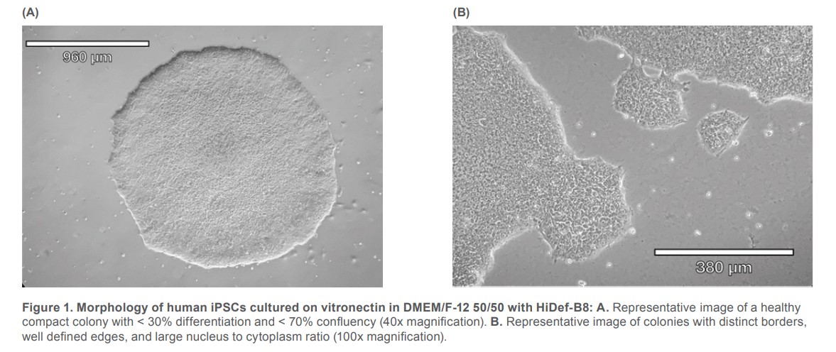 Isolating Induced Pluripotent Stem Cells using the WOLF G2 gentle Sorter